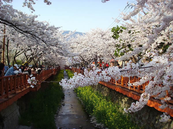 Festival des cerisiers Corée du Sud